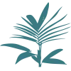 Babypalms