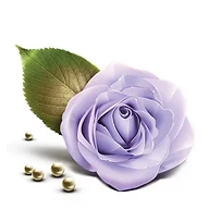 Balsam Rose Massage