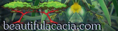 Acacia Confusa