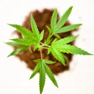 Big Bud UK