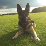 Dog Training Planet