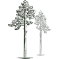 Forrest Glamp Saulkrasti