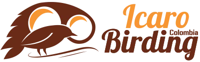 Icarobirding