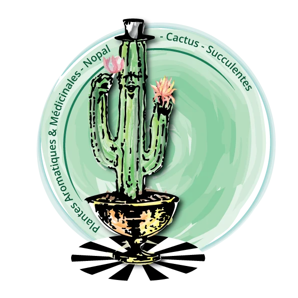 Kajuard-plantes