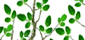 Miracletrees