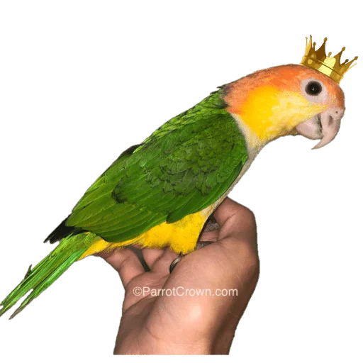 Parrotcrown