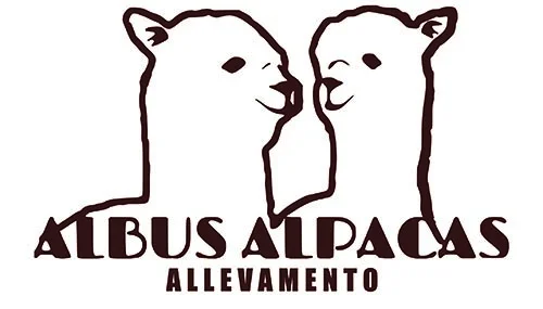 Albus Alpacas - Passeggiate con Alpaca
