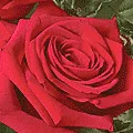 Phillip's Flowers & Gifts