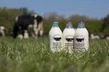 Plurendenmilk