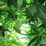 Strictlytopmarijuana
