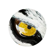 Tigr Vision Pets