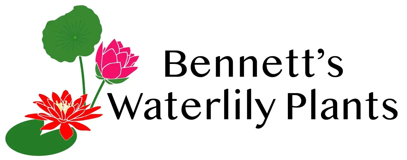 Bennetts Waterlily Plants
