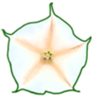 WeberSeeds