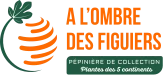 Achat Vente-palmiers
