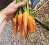 Greenshootsnutrition