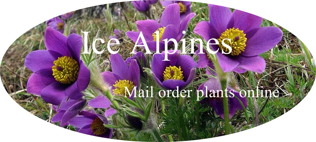 Icealpines.co.uk