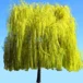 Willow Nurseries